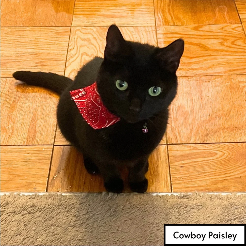 Handmade Cat or Small Dog Bandana NEW